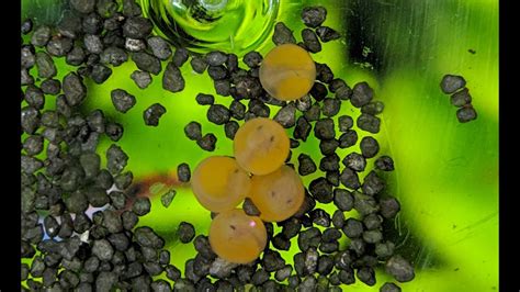 Ancistrus Bristlenose Pleco Eggs Hatching YouTube