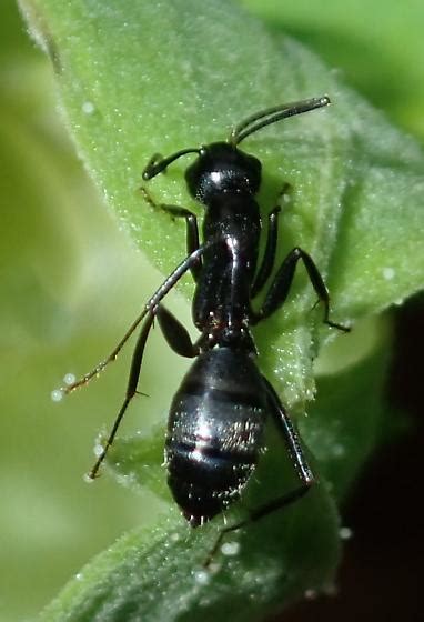 Eastern Black Carpenter Ant Camponotus Pennsylvanicus Bugguide Net