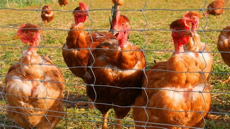 À la découverte d un élevage de poulets chez M VINCENT OLIVIER 1