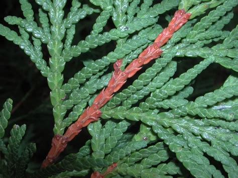 Thuja Occidentalis Cupressaceae Image At Phytoimages Siu Edu