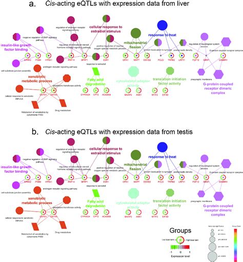 Functional Characterisation And Pathway Analysis Of The Filtered Download Scientific Diagram