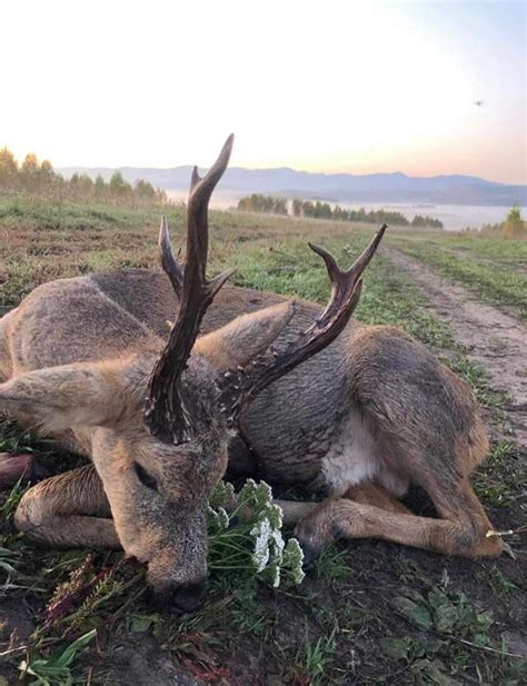 Kazakhstan Roe Deer | Turkish Frontier