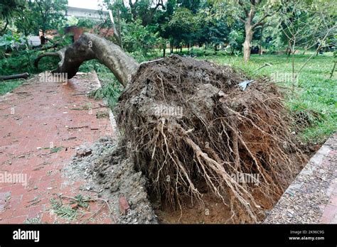 Dhaka Bangladesh October 26 2022 Due To The Impact Of Cyclone