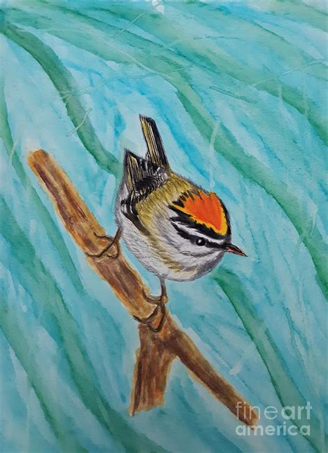 Golden Crowned Kinglet Painting By Anne Ditmars Fine Art America