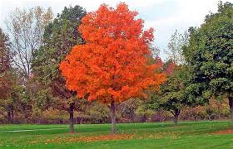 Sugar Maple 250 Seeds Acer Saccharum Beautiful Color Maple Syrup