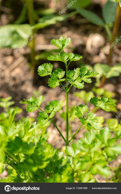 Zurich Suiza Mayo 2024 Petroselinum Crispum Planta Perejil Jardín