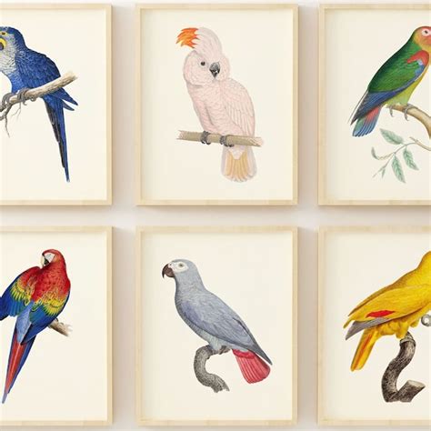 Printable Wall Art Parrot - Etsy