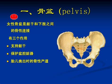 女性生殖系统解剖与生理课件word文档在线阅读与下载无忧文档