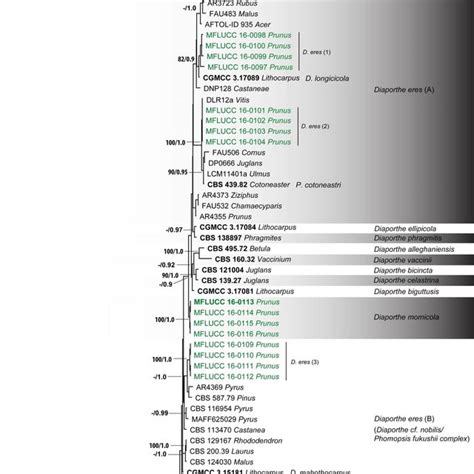 Phylogram Generated From Maximum Parsimony Analysis Of Diaporthe