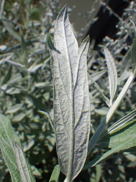 Artemisia Ludoviciana Western Mugwort White Sage White Sagebrush