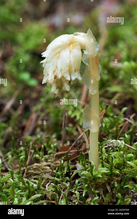 Parasitic Plant Without Chlorophyll Pinesap False Beech Drops Hypopitys Monotropa In A Pine