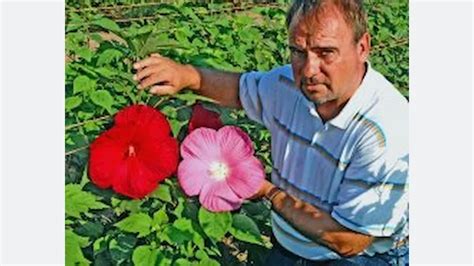 Researcher works to create unique, winter-hardy hibiscus - Nursery ...