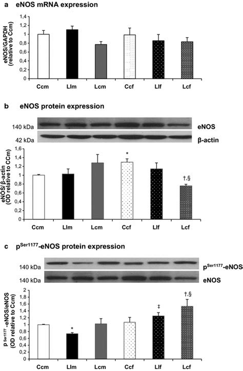 A Enos Mrna Expression B Enos Protein Expression And C Pser1177 Enos Download Scientific