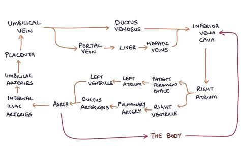 Flow Chart Fetal Circulation Nclex Quiz