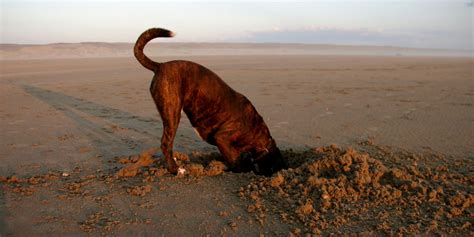 Why Do Dogs Dig Here Are The Top 10 Reasons Why