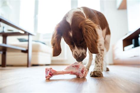 Dog Bone Safety: Can Dogs Eat Bones? | Manchester Vets