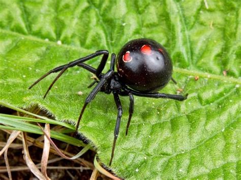 Black Widow Spider Facts 24 Hours Of Culture