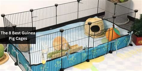 The 8 Best Guinea Pig Cages