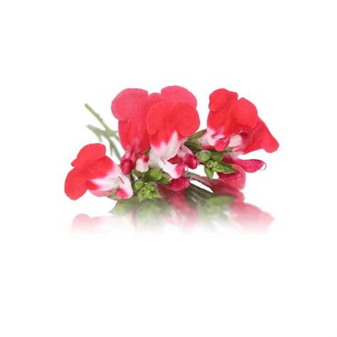 Buy Edible Flowers Online Nurtured In Norfolk