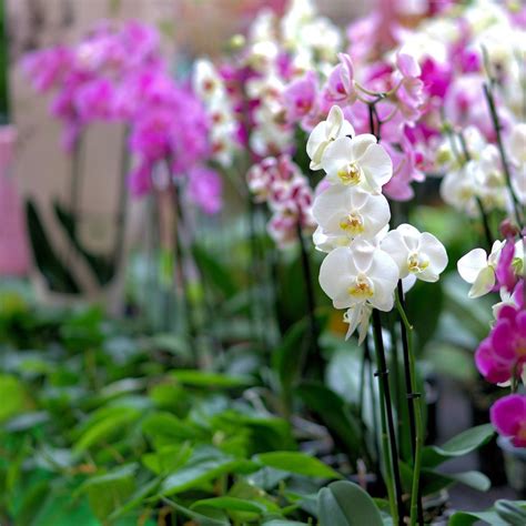 detail gambar  nama jenis bunga anggrek koleksi nomer