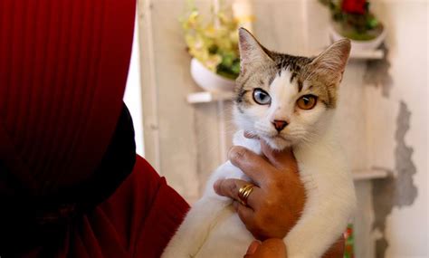 Ini Nama Ras Aslinya 5 Fakta Unik Kucing Kampung Yang Ada Di Indonesia