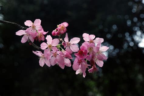 Fotos Gratis Rbol Naturaleza Rama Fruta Hoja Comida Primavera