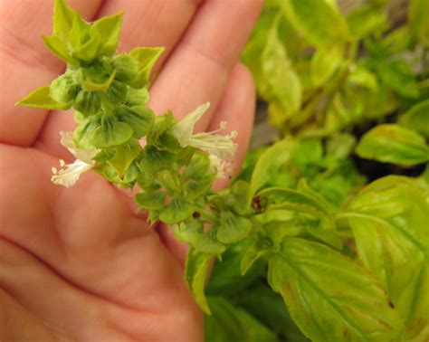 Growing Basil from seed | Rediscover