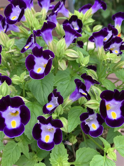 Torenia Grow Guide And Harvest Seeds The Gourmantic Garden