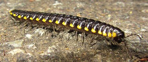 Goodbye Millipedes The Ultimate Guide To Diy Millipede Control Pest