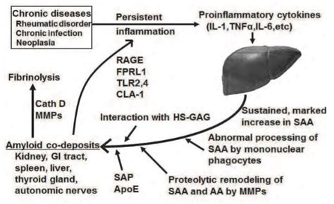 Amyloid Planet