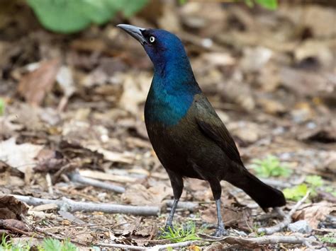 Pin On Backyard Birds Nc Mountains