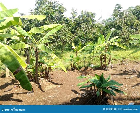 Banana Tree On Field Stock Photo Image Of Fertile Yard 250129084