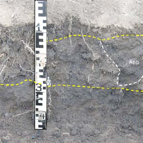 Morphological Appearance Of Cross Section Made Perpendicular To The