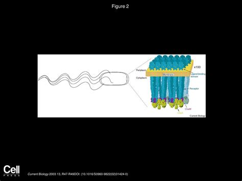 Bacterial Chemotaxis Current Biology Ppt Download