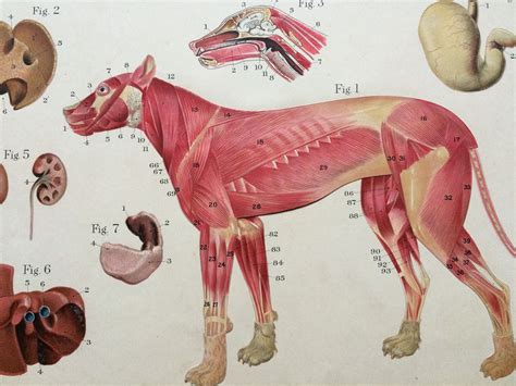 Veterinary Anatomy Terms