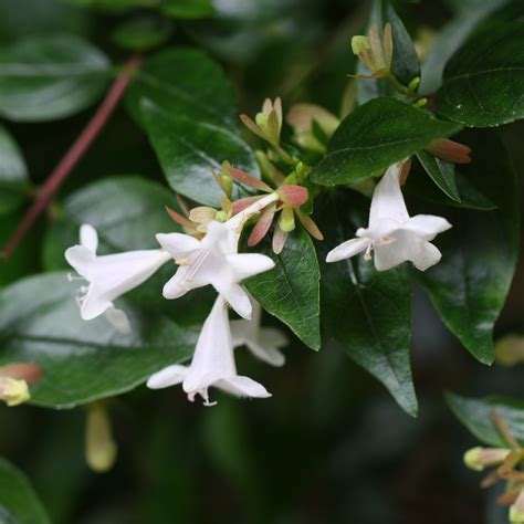 Abelia X Grandiflora Abélia à Grandes Fleurs Parfumées