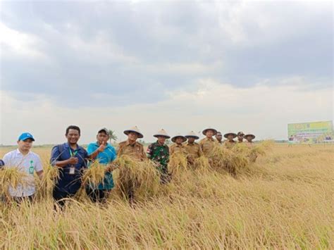 Kemarau Hektar Padi Petani Di Merauke Gagal Panen Cenderawasih Pos