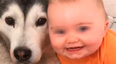 Tik Tok Conoce el video más bello del mundo perro niño redes