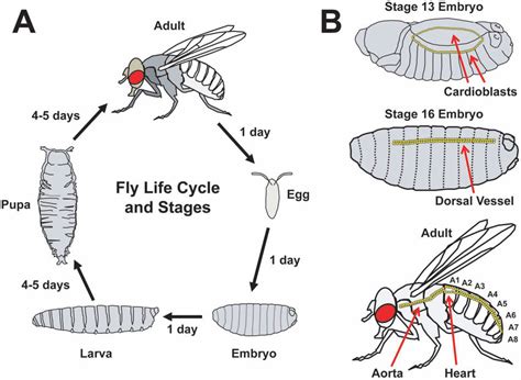 The Life Cycle And Cardiac Development Of Drosophila Melanogaster A