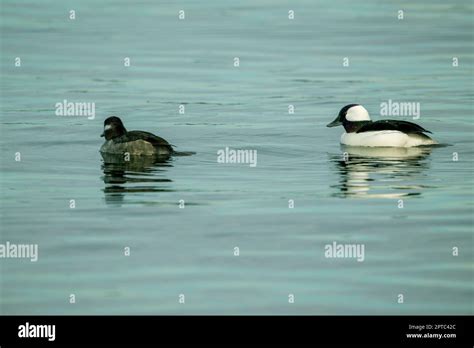 A Male And Female Bufflehead Bucephala Albeola Ducks Are Swimming On