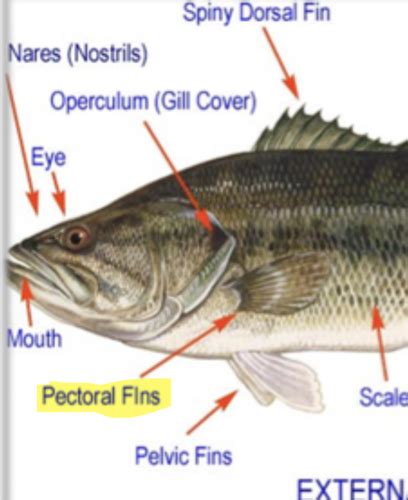 Fish Anatomy Flashcards Quizlet