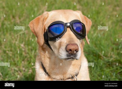 Perros Con Gafas De Sol Fotos E Im Genes De Stock Alamy