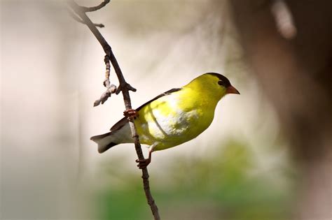 24 Most Common Birds in Colorado (with Pictures)