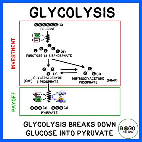 Glycolysis Diagram Biology