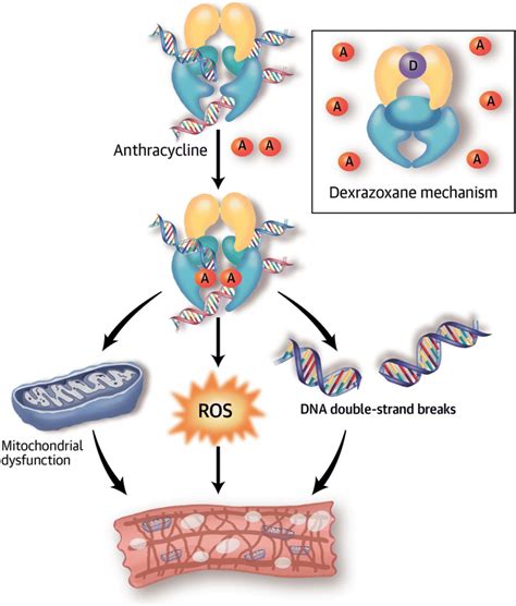 Mechanism of anthracycline-induced cardiotoxicity. Anthracyclines (A ...