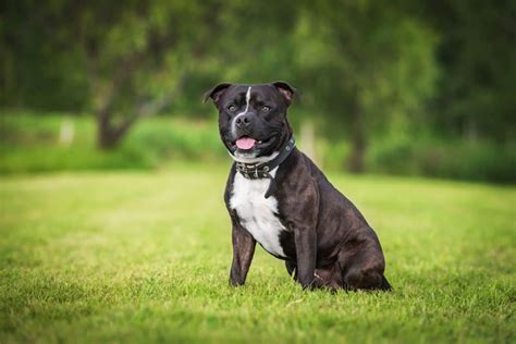 Que Faut Il Savoir Sur Le Staffie Noir Une Des Plus Belles Races De