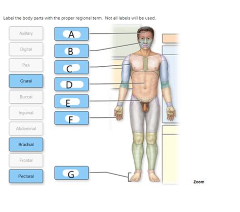 Kin 223 Final Exam Part 2 Flashcards Quizlet