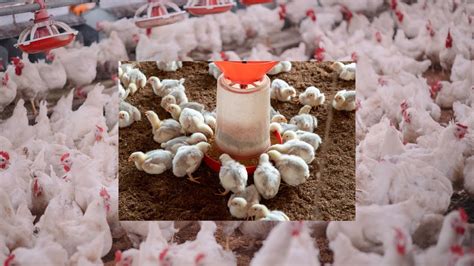 How To Start A Successful Poultry Farm With Low Mortality As A