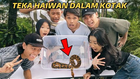 Teka Haiwan Dalam Kotak Dafi Kena Patuk Youtube