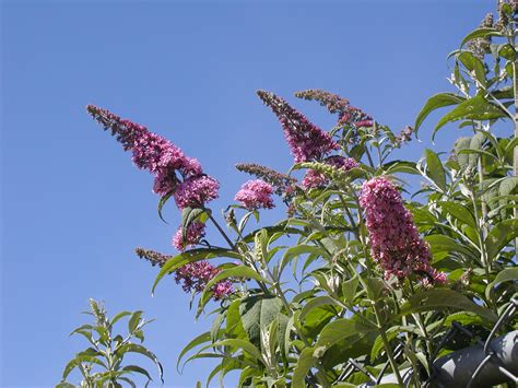 Butterfly Bush - Marion SWCD